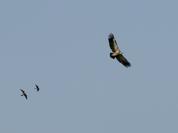 Hanhikorppikotka, Eurasian Griffon Vulture, Gyps fulvus